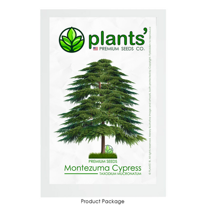 Montezuma Cypress Tree | Premium Seeds | Taxodium mucronatum | Plants'® - Plants'