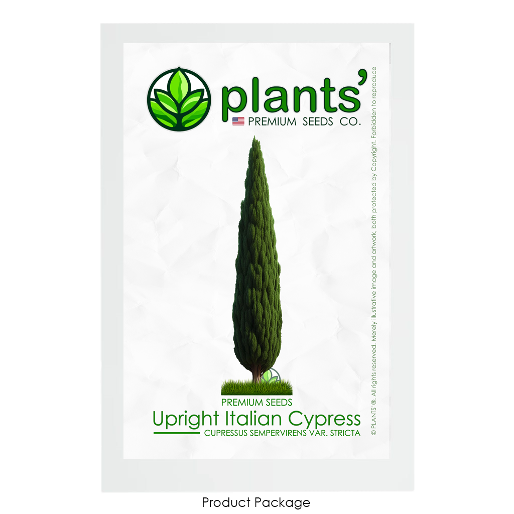 Upright Italian Cypress Tree | Premium Seeds | Cupressus sempervirens 'Stricta' | Plants'® - Plants'