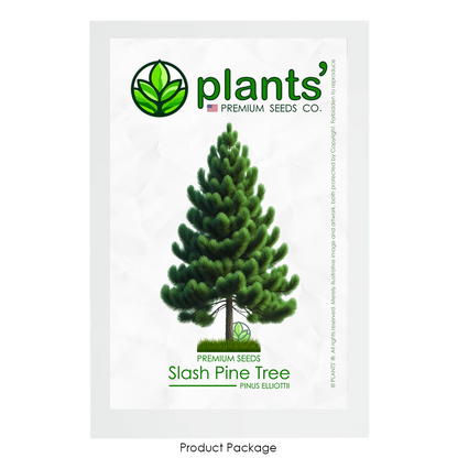 Slash Pine Tree | Premium Seeds | Pinus elliottii | Plants'® - Plants'