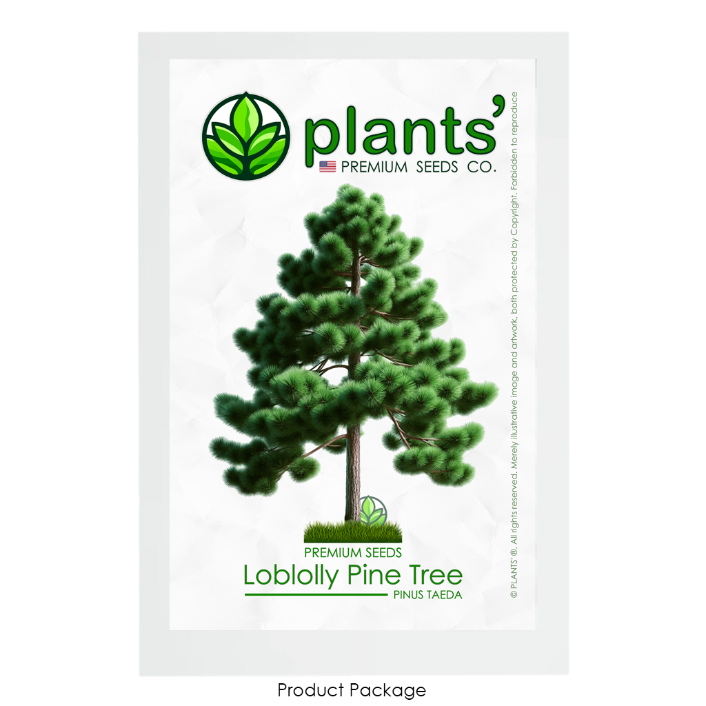 Loblolly Pine Tree | Premium Seeds | Pinus taeda | Plants'® - Plants'