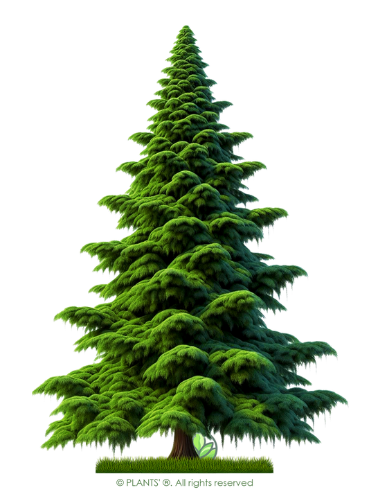 Lawson's Cypress Tree | Premium Seeds | Chamaecyparis lawsoniana | Plants'® - Plants'