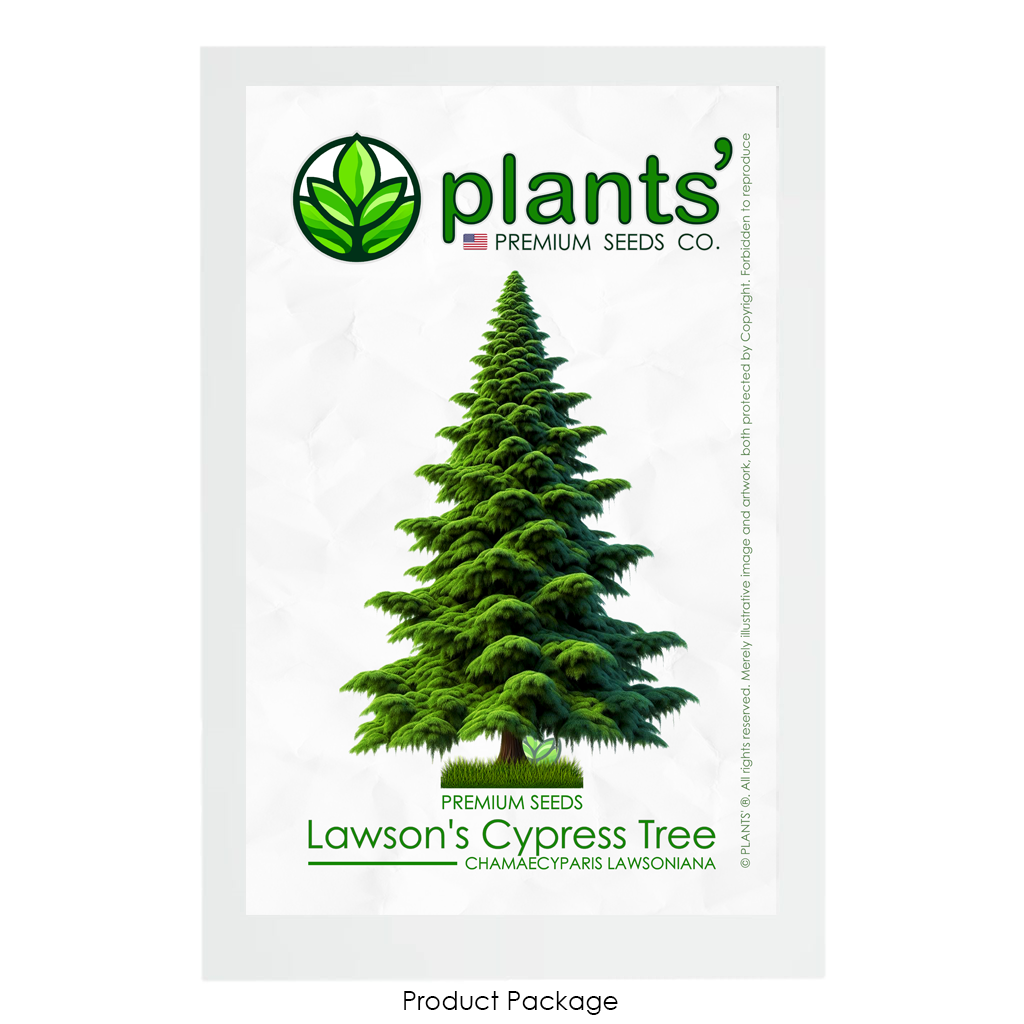 Lawson's Cypress Tree | Premium Seeds | Chamaecyparis lawsoniana | Plants'® - Plants'